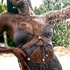 Luna Swimsuit, Gray