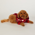 Dog Onesie, Red